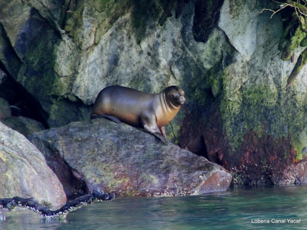 Posada Queulat Puerto Puyuguapi Dış mekan fotoğraf